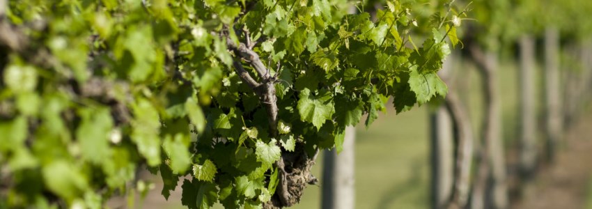 North Carolina vineyard