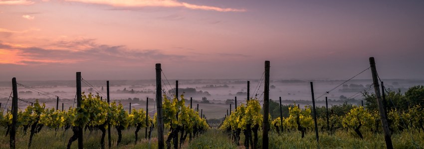 North Carolina vineyard